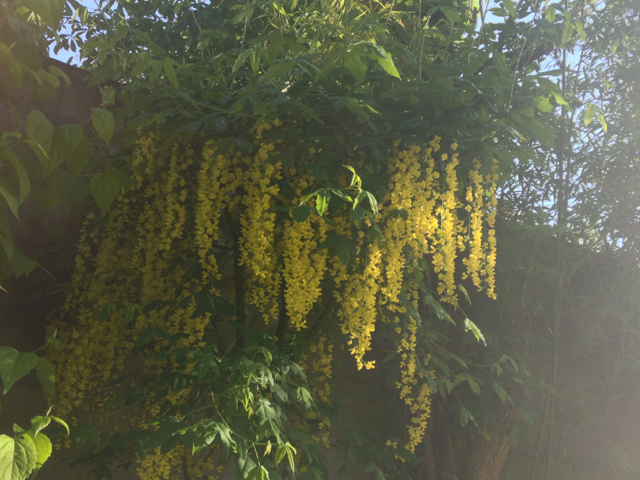 Est-ce qu'il consomme du glycogène lui aussi ?