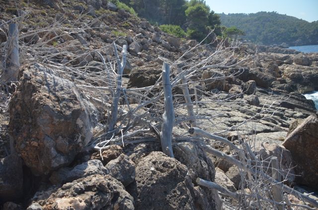 Des troncs, des troncs !