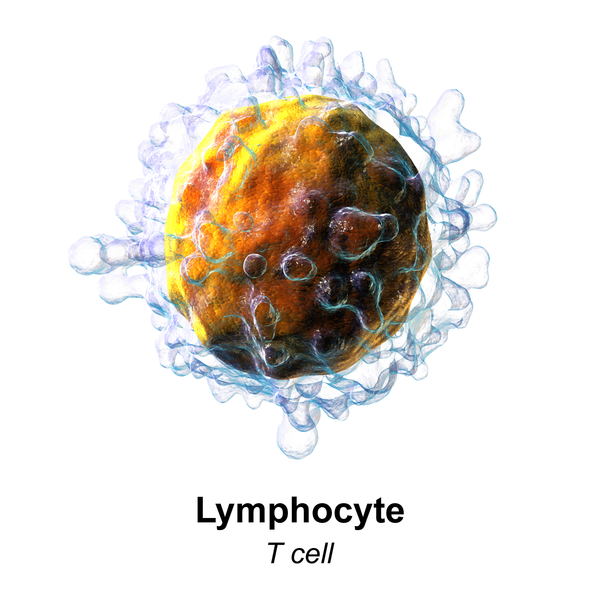 Lymphocyte T
