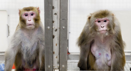 C'est pas celui qui mange le plus qui se porte le mieux !