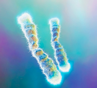 Télomère ... veilleux !