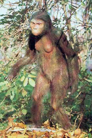 reconstitution de Lucy